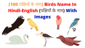 (100 पक्षियों के नाम) Birds Name In Hindi-English (पक्षियों के नाम) With Images